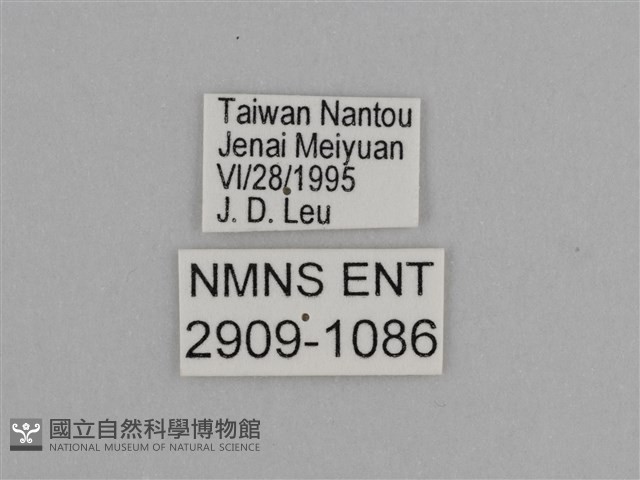 臺灣絹蛺蝶藏品圖，第3張