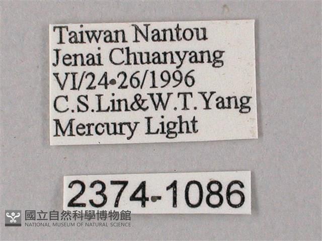 藏斜紋天蛾藏品圖，第3張