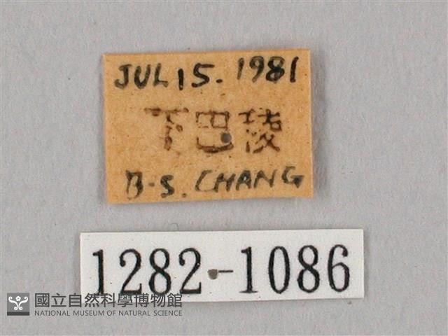 栗六點天蛾藏品圖，第3張