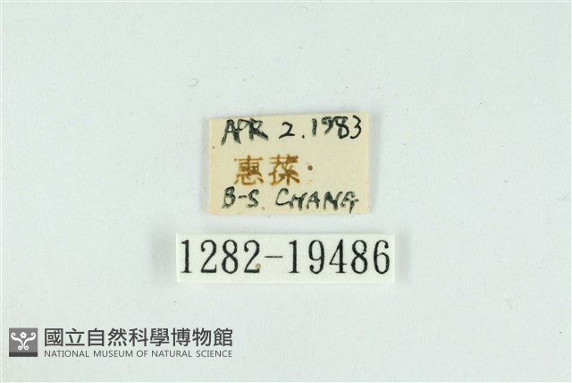 藹環波紋蛾藏品圖，第3張