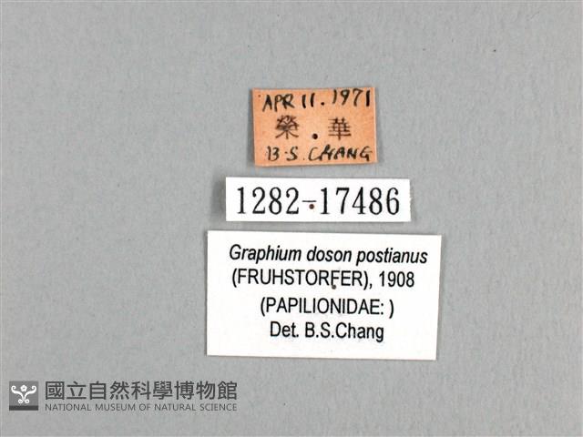 木蘭青鳳蝶藏品圖，第3張