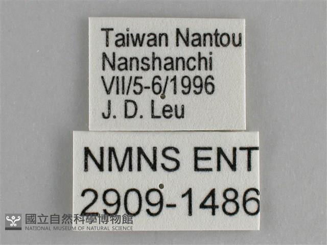 鋸粉蝶藏品圖，第3張