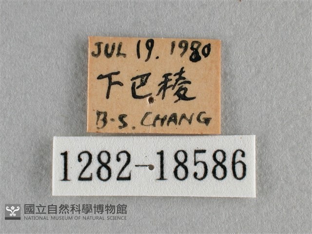 散紋盛蛺蝶藏品圖，第3張