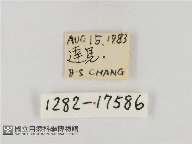 淡褐脈粉蝶藏品圖，第3張