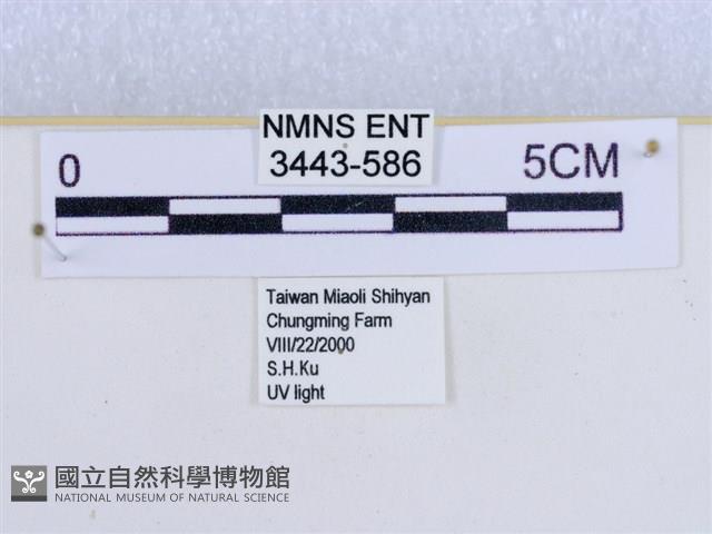 閃光苔蛾藏品圖，第3張