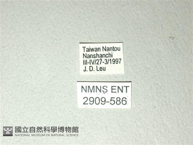 黃星斑鳳蝶藏品圖，第3張