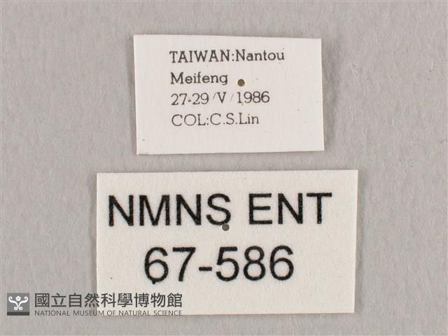 銀端帶鉤蛾藏品圖，第3張