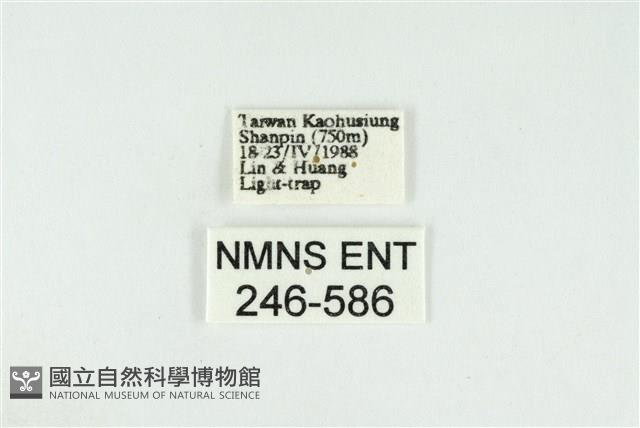 黑翅黃毒蛾藏品圖，第3張