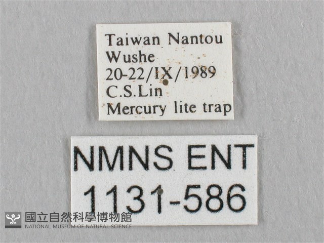 銀斑黃鉤蛾藏品圖，第3張