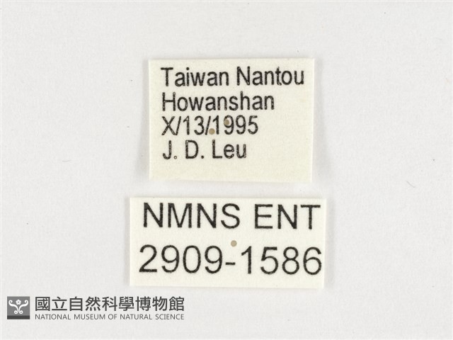 玉帶黛眼蝶藏品圖，第3張
