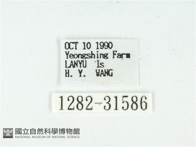 叉紋閃舞蛾藏品圖，第3張
