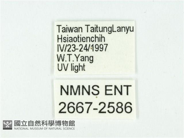 叉紋閃舞蛾藏品圖，第3張