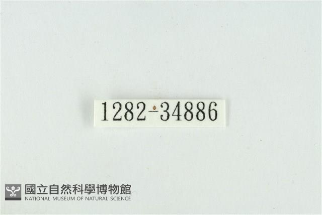 小鑽灰蝶藏品圖，第3張