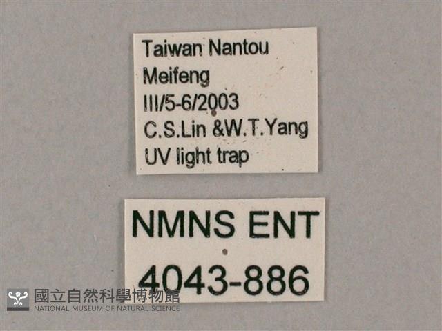 井上氏絨毛天蛾藏品圖，第3張