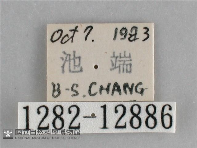 大胡麻斑星尺蛾藏品圖，第3張