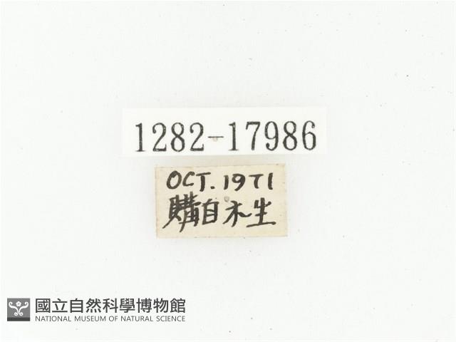 血紅虎斑花金龜藏品圖，第2張