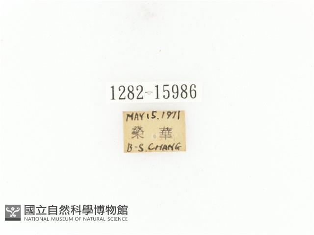 臺灣角金龜藏品圖，第2張