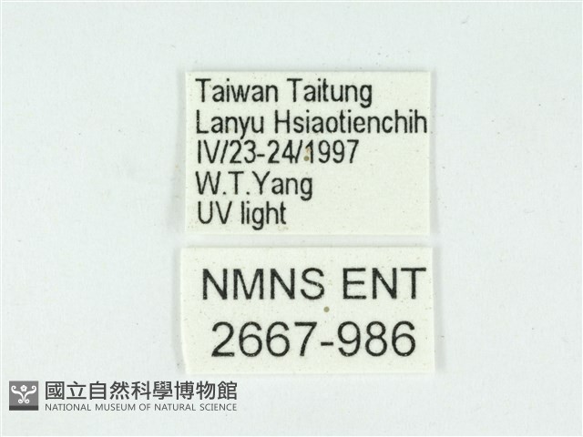 叉紋閃舞蛾藏品圖，第3張