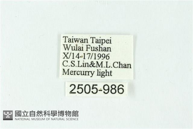 三色豔苔蛾藏品圖，第3張