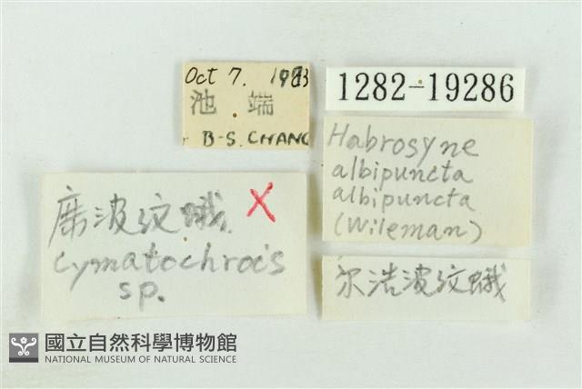 白華波紋蛾藏品圖，第3張