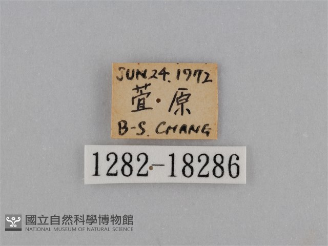 異紋紫斑蝶藏品圖，第3張
