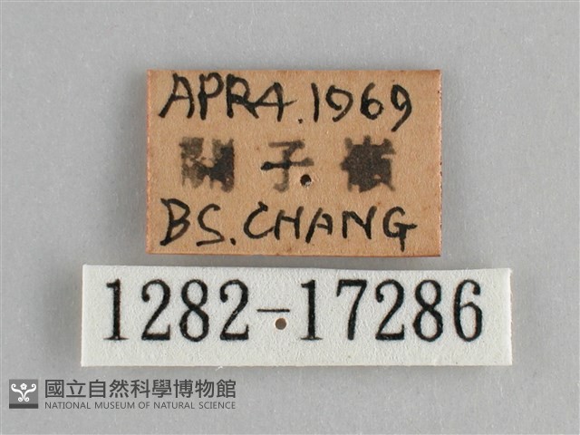 鱗紋眼蛺蝶藏品圖，第3張