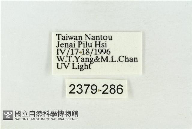 帶波紋蛾藏品圖，第3張