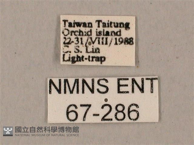 姬缺角天蛾藏品圖，第3張