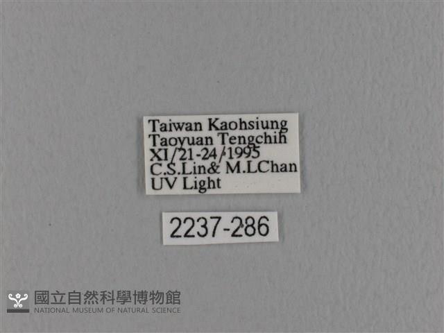 波紋枯葉蛾藏品圖，第3張