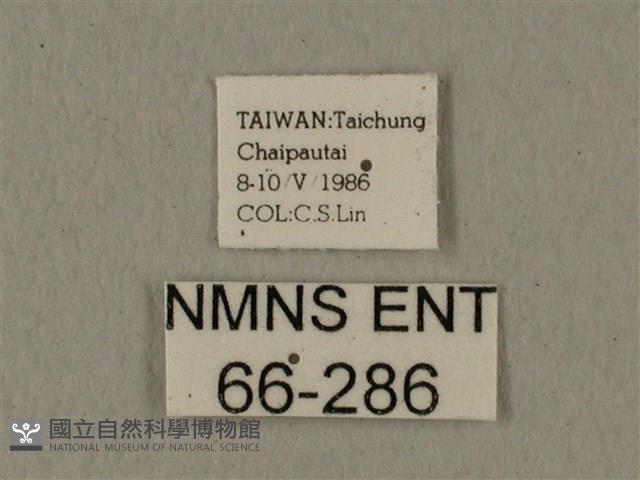 全緣缺角天蛾藏品圖，第3張