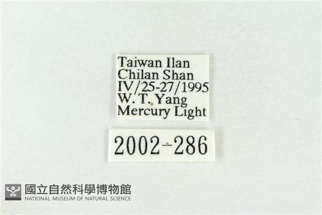 棍棒污燈蛾藏品圖，第3張