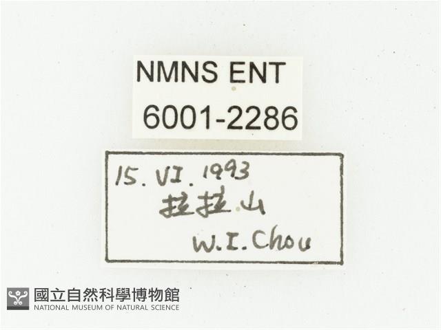 黃點虎斑花金龜藏品圖，第2張