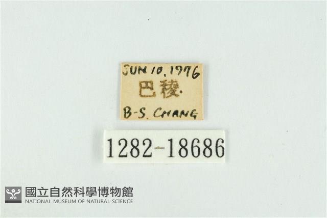霧社翠灰蝶藏品圖，第3張