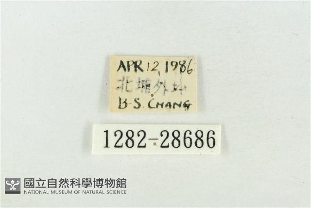 印華波紋蛾藏品圖，第3張