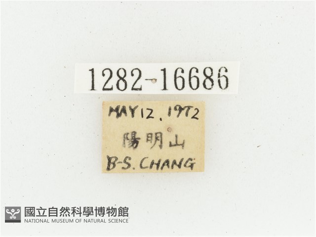 黃肩長腳花金龜藏品圖，第2張