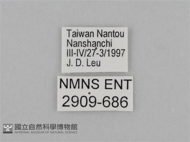 臺灣絹蛺蝶藏品圖，第3張