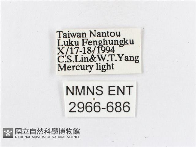 蓬萊茶斑蛾藏品圖，第3張