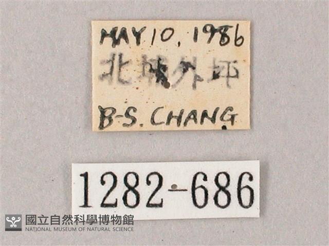 臺灣白肩天蛾藏品圖，第3張