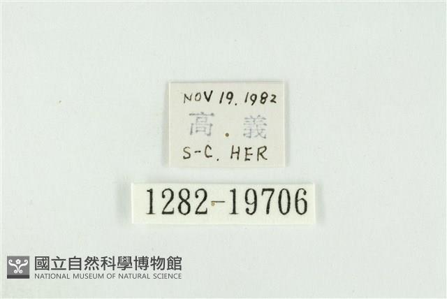 黑翅黃毒蛾藏品圖，第3張