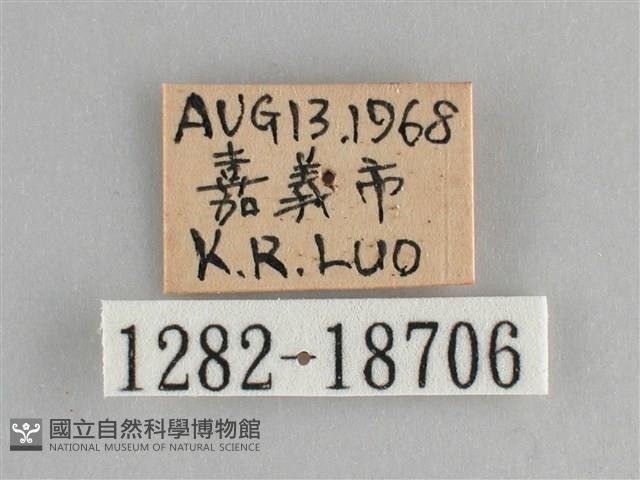 遷粉蝶、淡黃蝶藏品圖，第3張