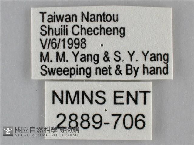 纖粉蝶、黑點粉蝶藏品圖，第3張