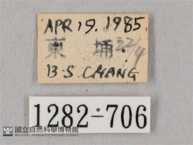 桃紅六點天蛾藏品圖，第3張