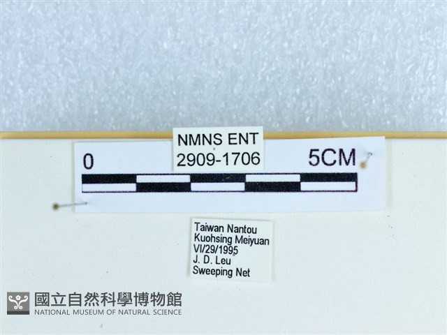 眉紋環蛺蝶藏品圖，第3張