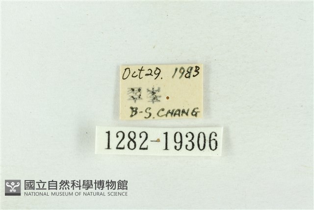 印華波紋蛾藏品圖，第3張