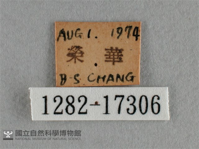 散紋盛蛺蝶藏品圖，第3張