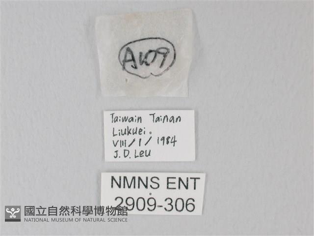 靛色琉灰蝶藏品圖，第3張