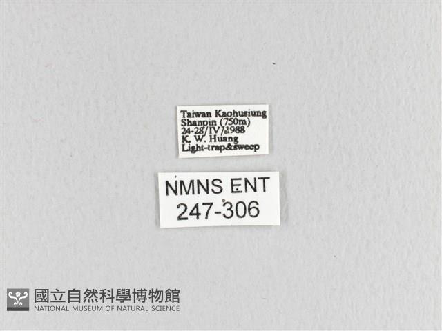 大斑Y毛蟲藏品圖，第3張