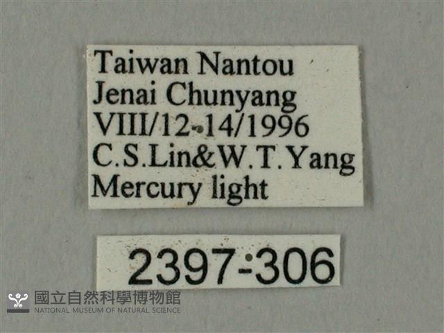 臀角斑天蛾藏品圖，第3張