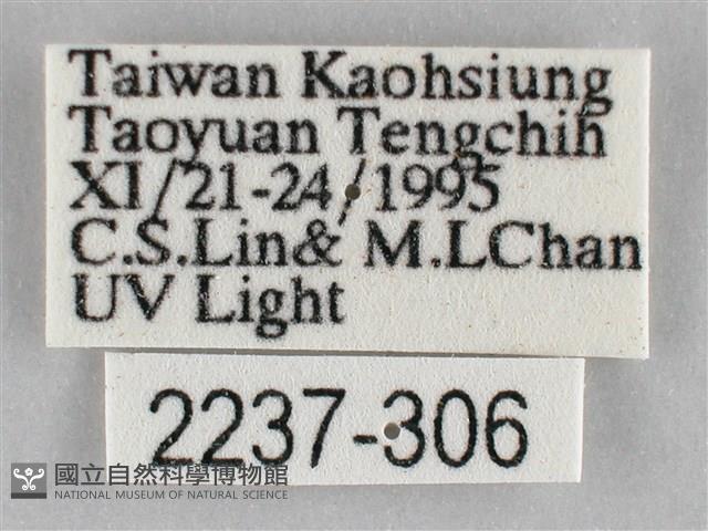 枯葉尺蛾藏品圖，第3張