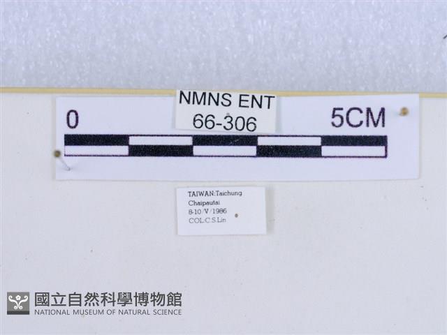 巨網燈蛾藏品圖，第3張